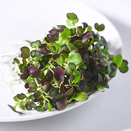 Microgreens Pak Choi Purple Rain Grow All Year Round F1 1 Packet (250 Seeds) by Thompson and Morgan