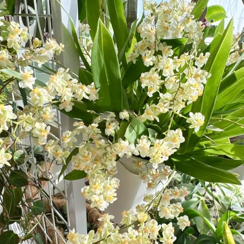 semi di orchidea oncidium - giardino roccioso resistenti all'esterno di recisi, ombra resistenti 200pcs