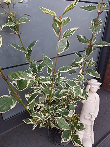 Rotholz-Hartriegel Cornus alba Sibirica Variegata 60-100 cm hoch 5 L | Winterhart, buntlaubig & robust – pflegeleicht mit roten Trieben als Blickfang im Winter