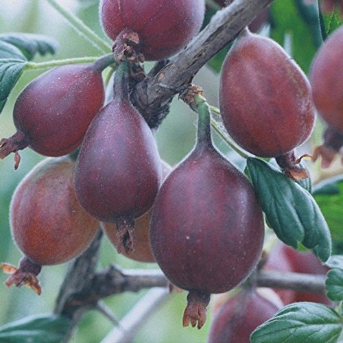 Captivator rote fast dornenlose Stachelbeere hohe Platzfestigkeit Busch 30-40 cm im 3 Liter Topf