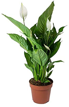 DECOALIVE Spathiphyllum Planta Natural Lirio de la Paz o Espatifilo Planta de Interior, 8436601570031