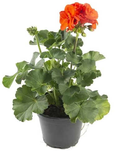 DECOALIVE Geranio Planta Natural para Decorar Ventanas, Terrazas y Jardines