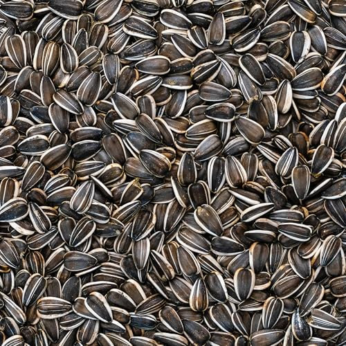 BusyBeaks Sélection Graines de Tournesol Rayées - Mélange de Graines Premium pour Oiseaux Robustes - Idéal pour Mangeoires à Oiseaux Variées
