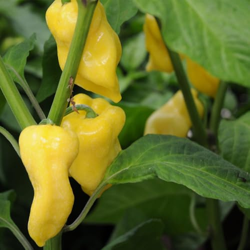 Semillas de habanero - exótico raro verdes balcón invernadero hortícolas resistentes chile chile semillas sostenibles jardín resistentes 85pcs
