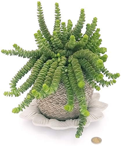 POWERS TO FLOWERS - CRASSULA HOTTENTOT, COLLANA DI GIADA, IN VASO PIETRA E SOTTOVASONIN CERAMICA SATINATO, pianta vera