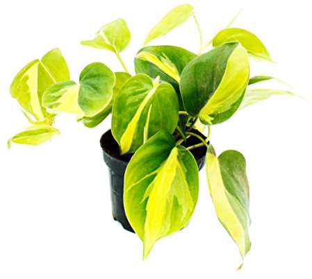 Exotenherz Philodendron scandens Brasil - Rampicante amico degli alberi - bicolore - vaso da 12 cm