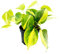 Exotenherz - Philodendron scandens Brasil - Amico dell'albero rampicante - bicolore - vaso da 12 cm