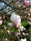 rosa weiß blühende Tulpenmagnolie Magnolia soulangiana 60-80 cm hoch im 5 Liter Pflanzcontainer