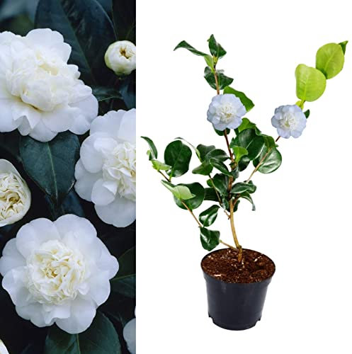 Camellia Nobilissima Plant - Camellia Japonica 20-35cm in Height - Evergreen Shrubs Ready to Plant (2)
