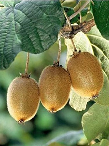PLATO Firma Germinazione dei Semi: Semi 2000: Kiwi Cinese Grosella espinosa 120-5000 Semi chinensis Verde Vite