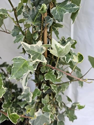 Hedera helix Glacier, 3 Töpfe buntlaubige Efeu Sorte, winterhart und immergrün, GÄRTNERQUALITÄT, EIGENE PRODUKTION, direkt vom Erzeuger