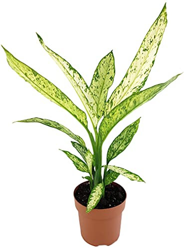 Fangblatt - Dieffenbachia Vesuvius - Grünpflanze ca. 60 cm hoch, im Ø 17 cm Topf - exotische Zimmerpflanze für mehr Eleganz und Tropenflair