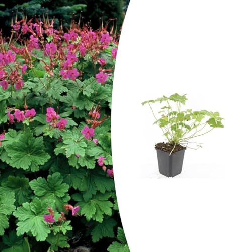 Geranium macr. 'Czakor' | 48 stycken - 10-25cm - Ø9cm - Trädgårdsväxt