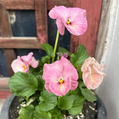 semi resistenti viola del pensiero - balcone di viola del pensiero, copertura del terreno, perenne resistenti 400pcs