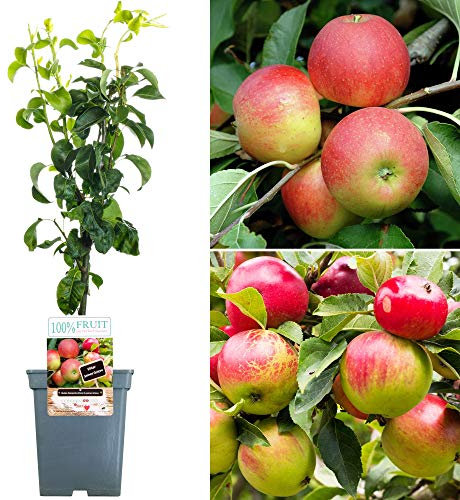 Duo Apple Patio Fruit Tree | Perfect for Small Gardens | Garden Trees 2-3ft