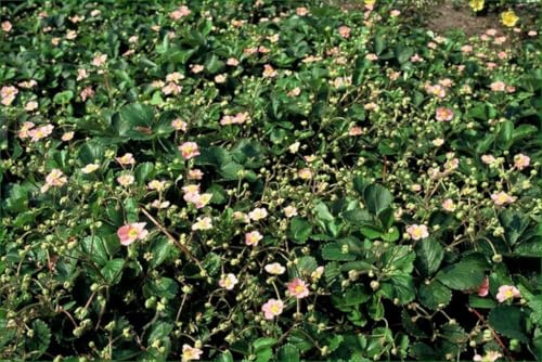 Wald Erdbeere Fragaria vesca Bodendecker 12 Pflanzen Ø9 cm 10-25 cm | winterhart, für Beet und Kübel, bienenfreundlich, robuster Wuchs