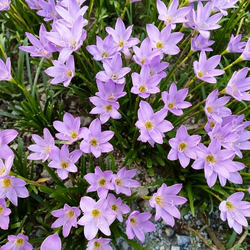 zephyranthes - 6Bulbi