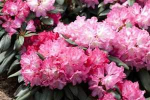 Alpenrose Rhododendron yakushimanum Anuschka 30-40 cm winterhart | Rosa Blüten, halbschattiger Standort, pflegeleicht, kompakter Wuchs, ideal für Beet, Rabatte und Kübelbepflanzung