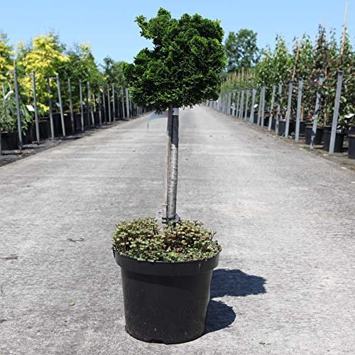 Dwarf Conifer Hinoki False Cypress Chamaecyparis obtusa 'Nana Gracilis' Slow Growing Compact Evergreen Hardy Tree Easy to Grow Your Own Trees 2-Litre Potted Plants By Thompson and Morgan (1)