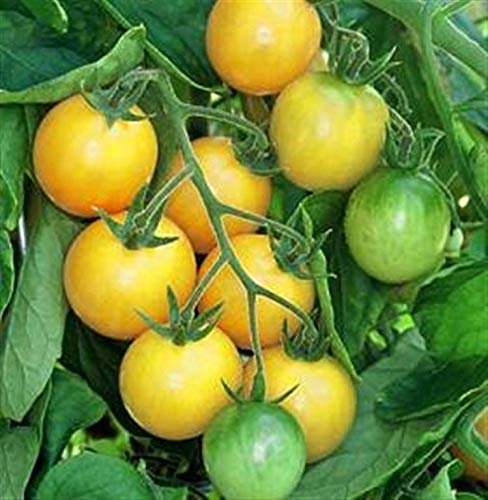 Gold Nugget French Heritage Heirloom Bright Yellow Small Cherry Bush Type Tomato 20 Organic Seeds Certified French Organic Grower