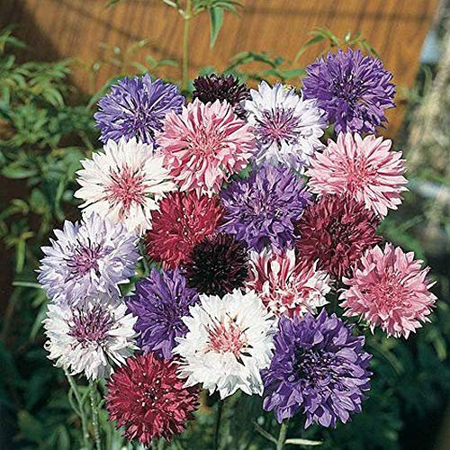Cornflower ‘Polka Dot Mixed’ 1 Packet (500 Seeds) – Thompson and Morgan