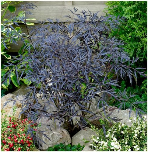 GrowOn Shrubs Elderberry Sambucus 'Black Lace' | Deciduous Shrub | Outdoor Garden Ready Plant | Spring and Summer Flowering | Pink Flowers
