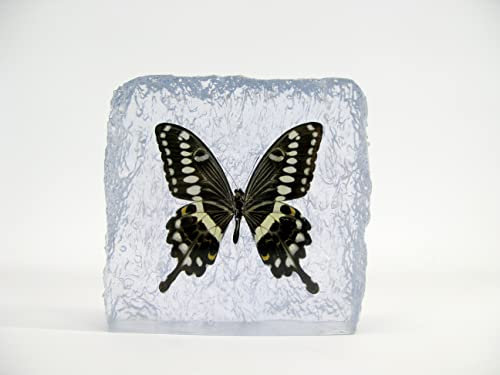 Echter wunderschöner Briefbeschwerer mit sorgfältig präparierten Schmetterling (Gigon Yellow Stripe) in Kunstharz gegossen. Größe 14x14x4cm, 762Gr Gewicht