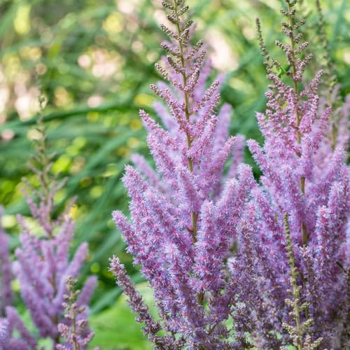 GARTEN SCHLÜTER® Zwerg-Prachtspiere 'Pumila' | Winterharte Staude, karminrote Blüten