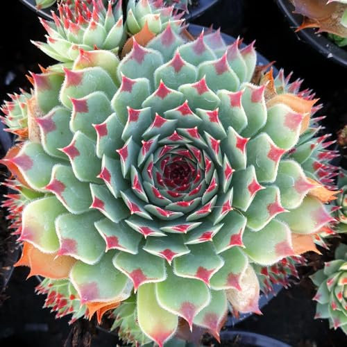 Sempervivum 'Chick Charms Mint Marvel' - Blue-Green Rosettes, Dark Red Tips, Drought Tolerant - 2-3in Height, 4-6in Spread - 1x 9cm Potted Plants by Thompson & Morgan