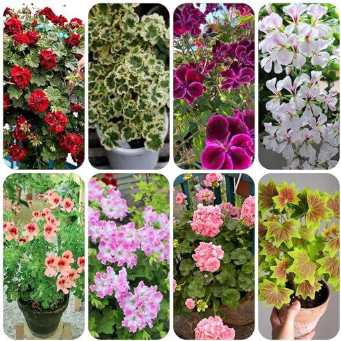 semi di geranio pendenti - pelargonium - recisi rare, decorazione soggiorno resistenti all'esterno ornamentali decorazione 100pcs