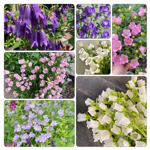 semi di campanula resistenti balcone parterre di decorazioni giardino 350pcs