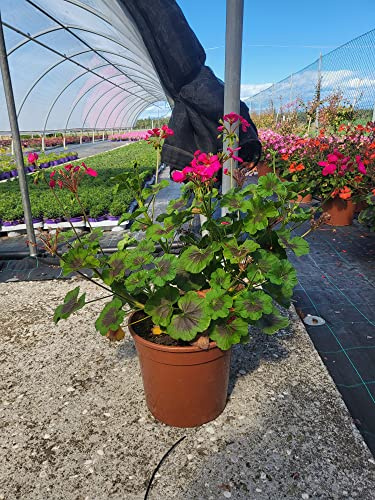 POWERS TO FLOWERS - GERANIO ZONALE HERCULES PELARGONIUM, FUCSIA VASO 24 CM DIAMETRO, pianta vera