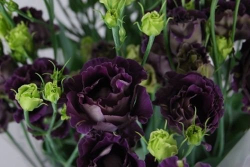 ¡NUEVO! 20 + Perla Negra Lisianto Sementi di fiori/eustoma/ANNUALE/GRANDE fiore reciso