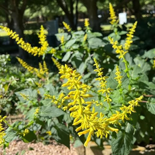 Semillas de salvia, Semillas de jardín Salvia japonica, Las de jardín son perennes resistentes 150pcs