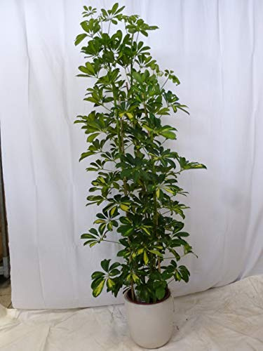 [Palmenlager] XXL Schefflera arb. Gold Capella Strahlenaralie 180 cm - 3er Tuff/Zimmerpflanze