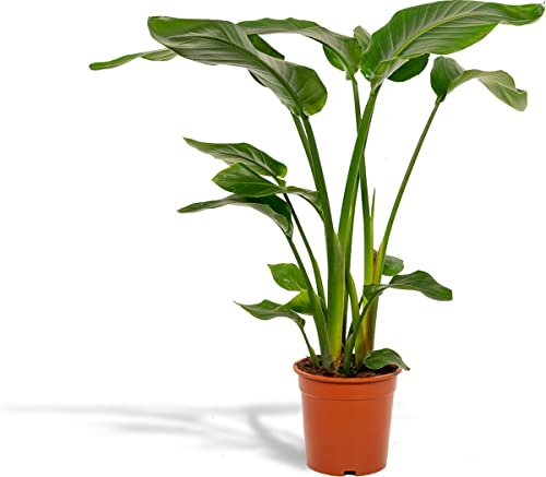 DECOALIVE Strelitzia Augusta o Strelitzia Alba Planta Natural Resisitente a Altas Temperaturas