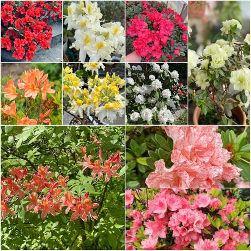 azalea tagliati semi di semi di giardino balcone decorazione interni esotici rododendro trepadora 120pcs