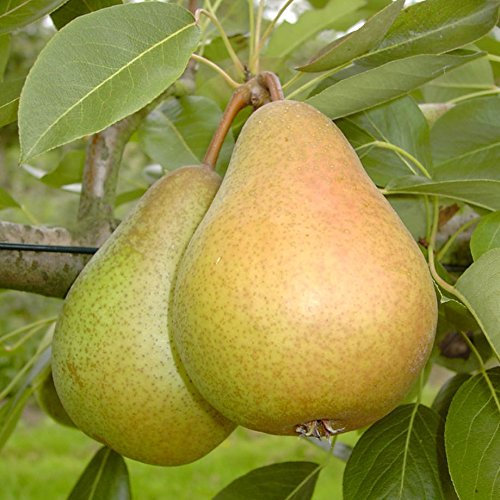 Birnenbaum Clairgeaus Butterbirne, Herbstbirne Buschbaum 110-140 cm im 10 Liter Topf auf Quitte A