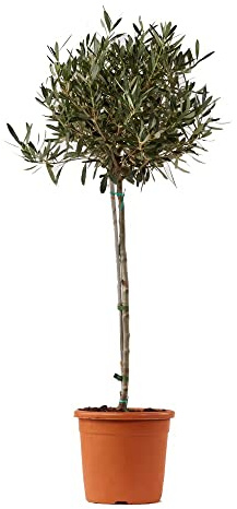 Olive tree OLEA EUROPEA - Fruit plant on pot 20 cm max height 170 cm