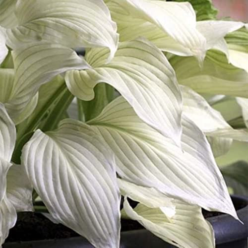Pianta vera di Hosta White Feather - Diametro Vaso Ø 17 cm