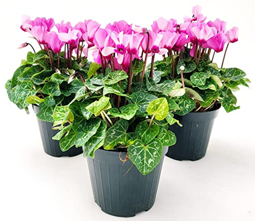 POWERS TO FLOWERS - CICLAMINO SUPERSERIE ROSA, FIORITURA EXTRA, 3 PIANTE, VASO 12CM, piante vere