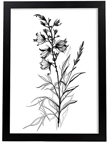 Nacnic Rittersporn 3 Poster im nordischen Stil. Botanik Illustrationen mit Blumen und Pflanzen in Schwarz und Weiß. Innenarchitektur und Dekoration. A3.