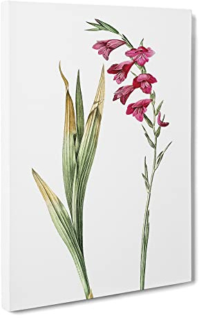 Pink Gladiolus Flowers By Pierre Joseph Redoute Canvas Print | Gallery Wrapped 30mm Frame Wall Art | 24x16 inches | Ready to Hang | Retro Floral Picture | Living Room Bedroom Lounge Office