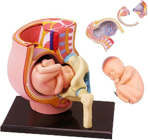 Genérico 4D Embarazo Torso Modelo Anatómico, Médico Anatómico Embarazo Pelvis Humana Femenina con Embarazo 9 Meses Bebé Feto Modelo, Herramientas de Educación para el Parto