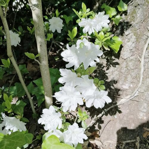 semillas de rododendro, interior de azalea macizos, exóticas resistentes de perennes, decoración de otoño 150pcs