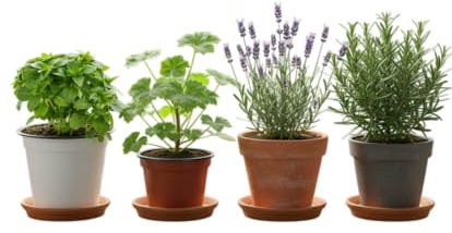 Kit Exterior e Interior Luminoso de 4 Aromáticas Vivas DECOALIVE – Geranio Limón, Romero, Lavanda y Albahaca Estrecha