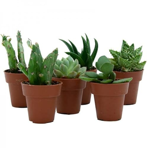 Mix de Seis Suculentas Mini Naturales Plantas Resisitentes a Altas Temperaturas