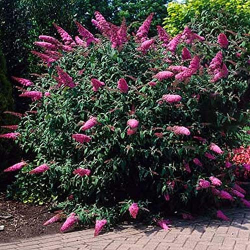 GardenersDream Buddleia Davidii 'Sugar Plum' Butterfly Bush - Outdoor Garden Ready Plant in Pot - Outdoor Flowering Shrub for Gardens and Patios - Deciduous Hardy Shrub (15-30 cm incl. 9 cm Pot)