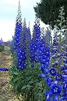 Semi di Fiore: Giant Imperial Mixed Semi Colori Larkspur annuali pianta da Giardino [Semi di Giardino domestiche Eco Confezione] Pianta Semi