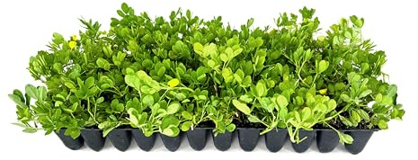 Ornamental Peanut Grass - Arachis Glabrata - 10 Live Plants - 2 Pot Size - Fully Rooted Drought Tolerant Ground Cover